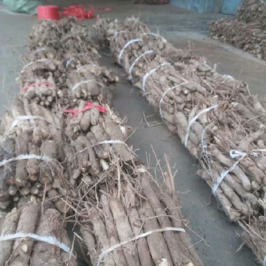 西华县泡桐种根苗 泡桐树根 泡桐根
