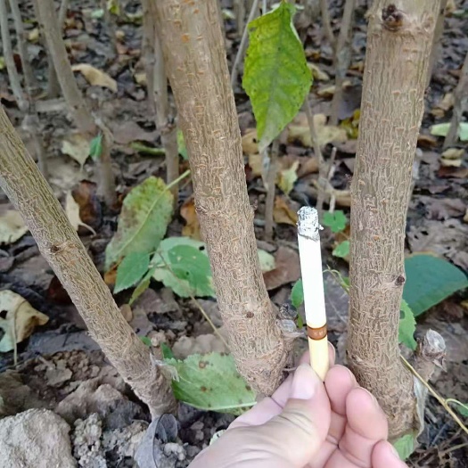 绛县俄罗斯8号樱桃苗 