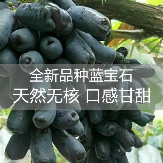 平邑县蓝宝石葡萄苗 嫁接甜蜜 包成活 可签合同