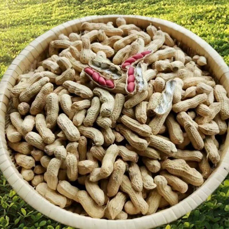 红皮花生    带壳花生  干货 红衣花生