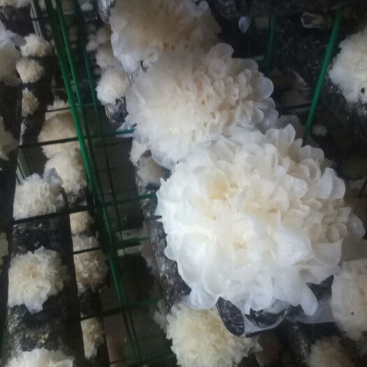 沂水县雪耳 黄色 鲜银耳 朵状银耳