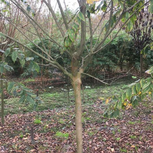 崇州市红花紫荆