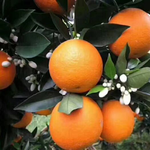 秭归县纽荷尔脐橙 70-75mm 4两以下 