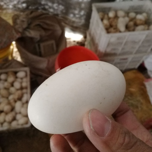沭阳县鲜鹅蛋 食用 散装 