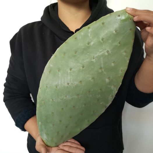  正宗墨西哥米邦塔可食用美容藥用仙人掌種植種片 包郵 基地自銷