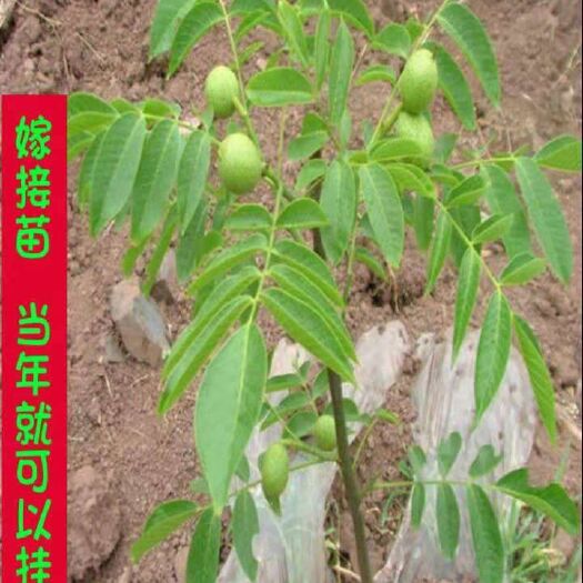 绛县薄皮核桃苗