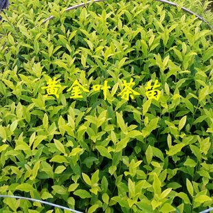雅安黄金芽茶苗 实生苗 0.5~1米 
