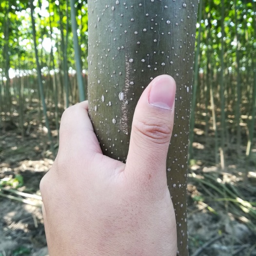 西华县 供应各种规格泡桐树苗 泡桐根桩苗 泡桐种根