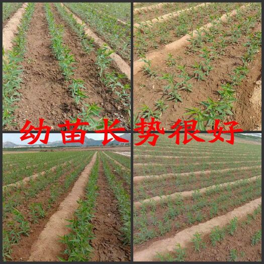 平邑县桃树嫁接枝条 各种品种枝条 品种多多