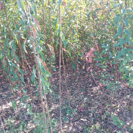 简阳市蜂糖李树苗