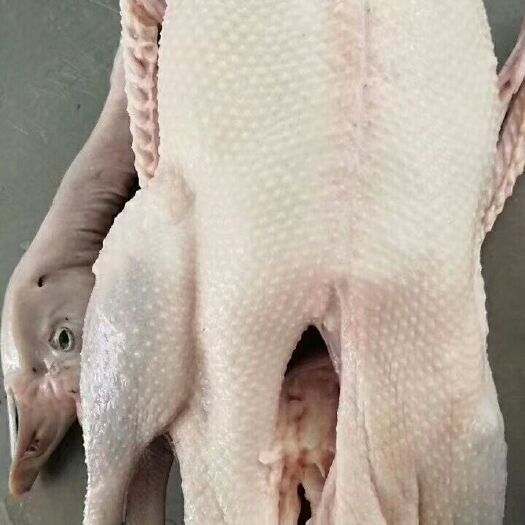 鵝肉類  棚鵝光鵝