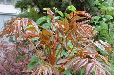 泰山香椿苗 2公分以下