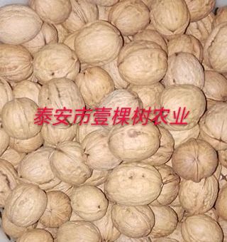 泰安香玲核桃苗 