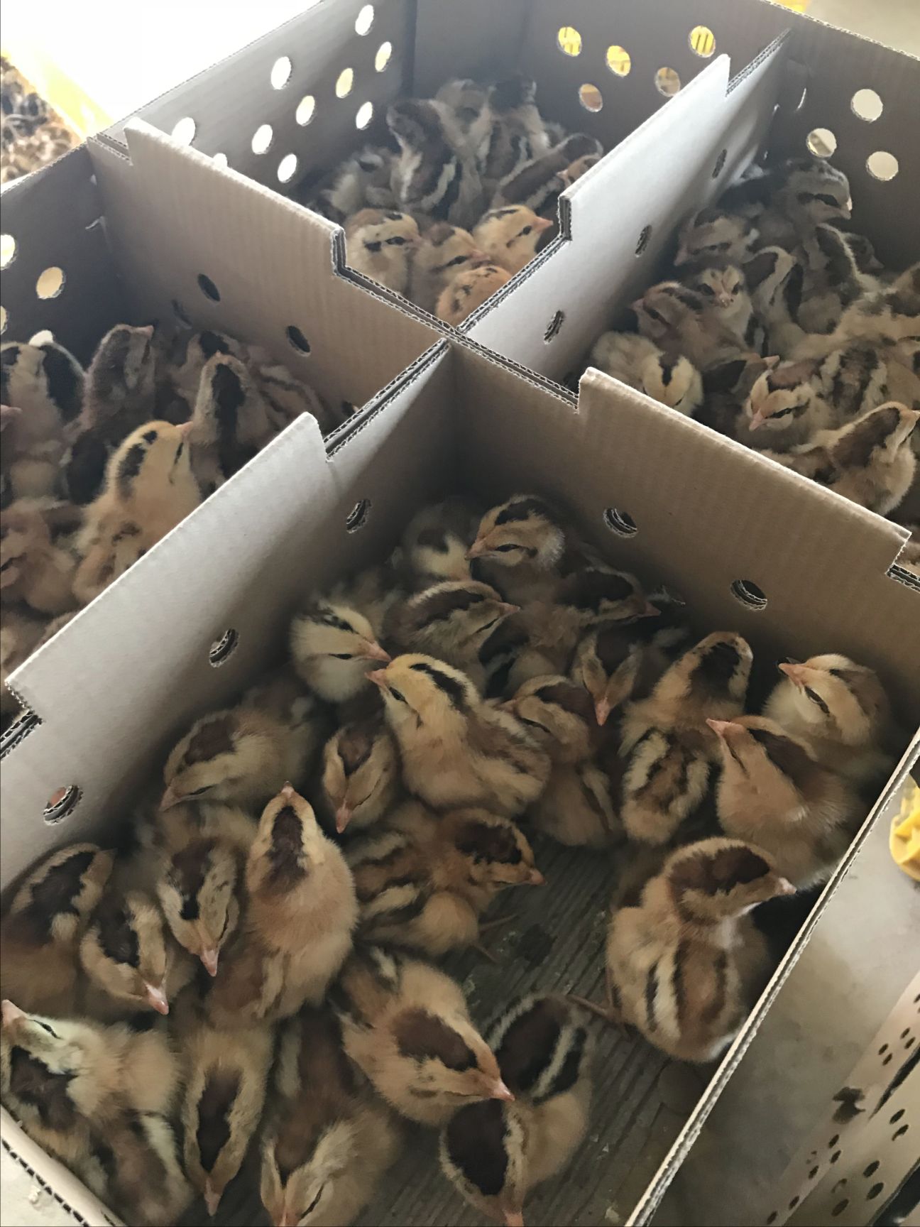 土鸡苗 出壳鸡苗 1日龄 公苗 肉鸡苗