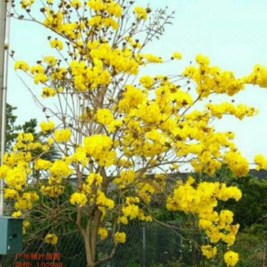 广州黄花风铃木 多花枫铃木