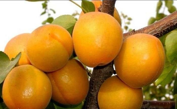 平邑县金太阳杏树苗 