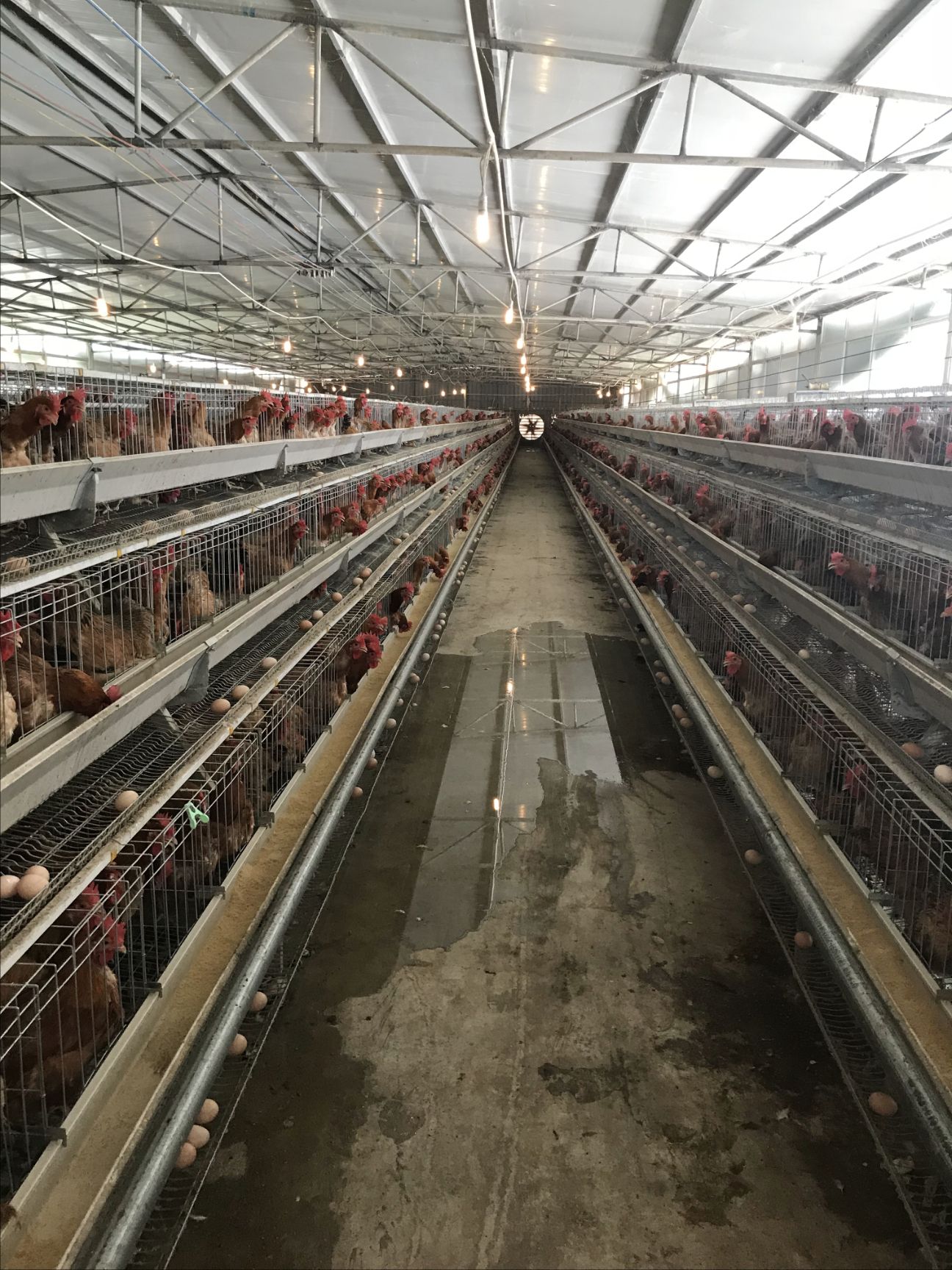 土鸡苗 出壳鸡苗 1日龄 公苗 肉鸡苗
