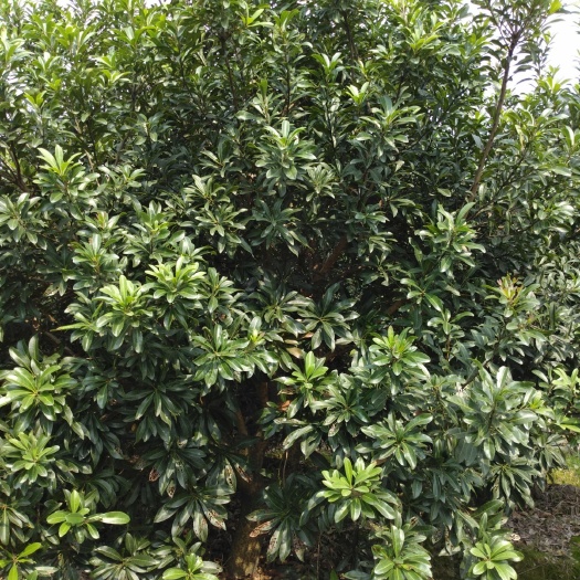 慈溪市荸荠杨梅种苗 