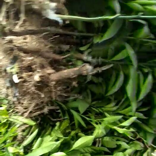 金煌芒果苗 