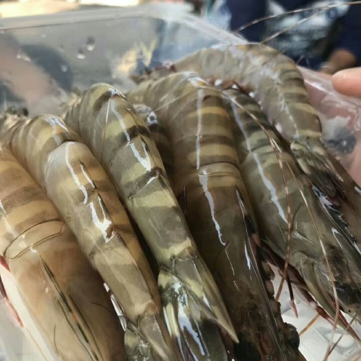 深圳红虾 