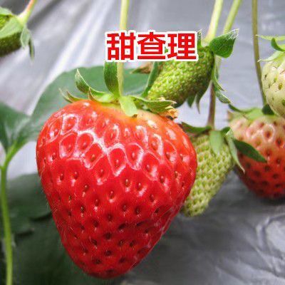 平邑县甜查理草莓苗 地栽苗 10公分以下
