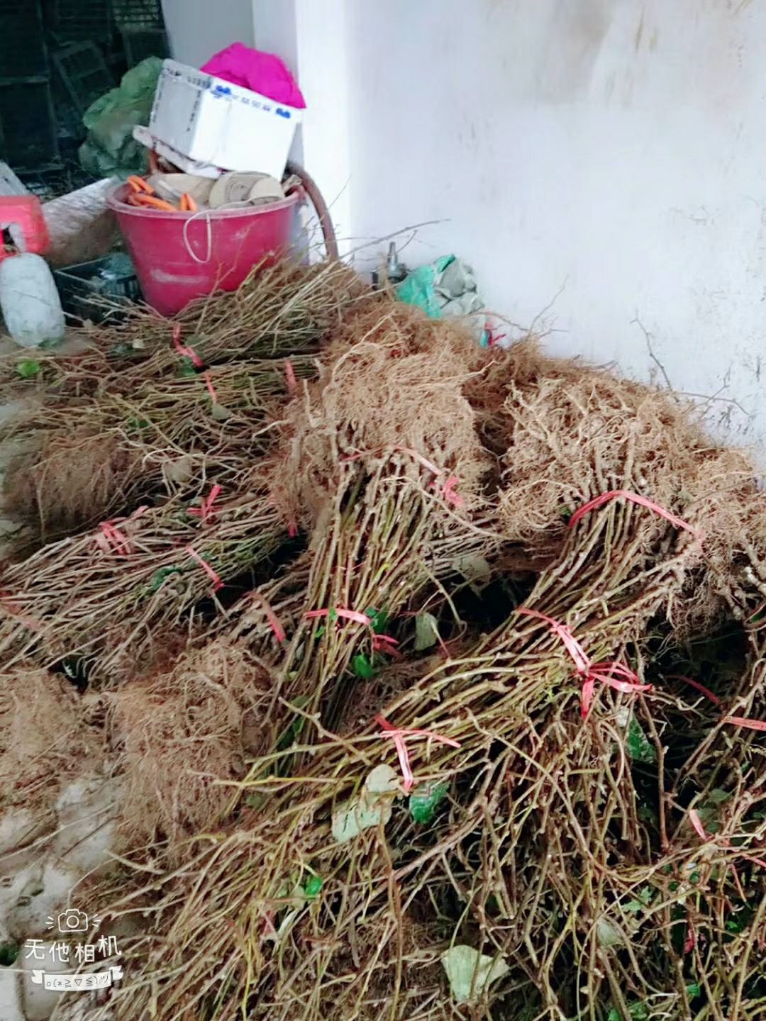 水杨桃嫁接东红猕猴桃苗