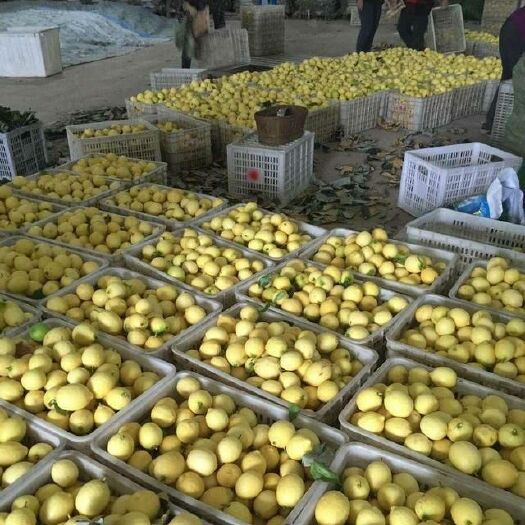 重庆市尤力克苗