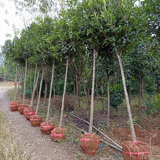 咸宁5-6公分丹桂  桂花，血桂，基地看货，24小时可发货，