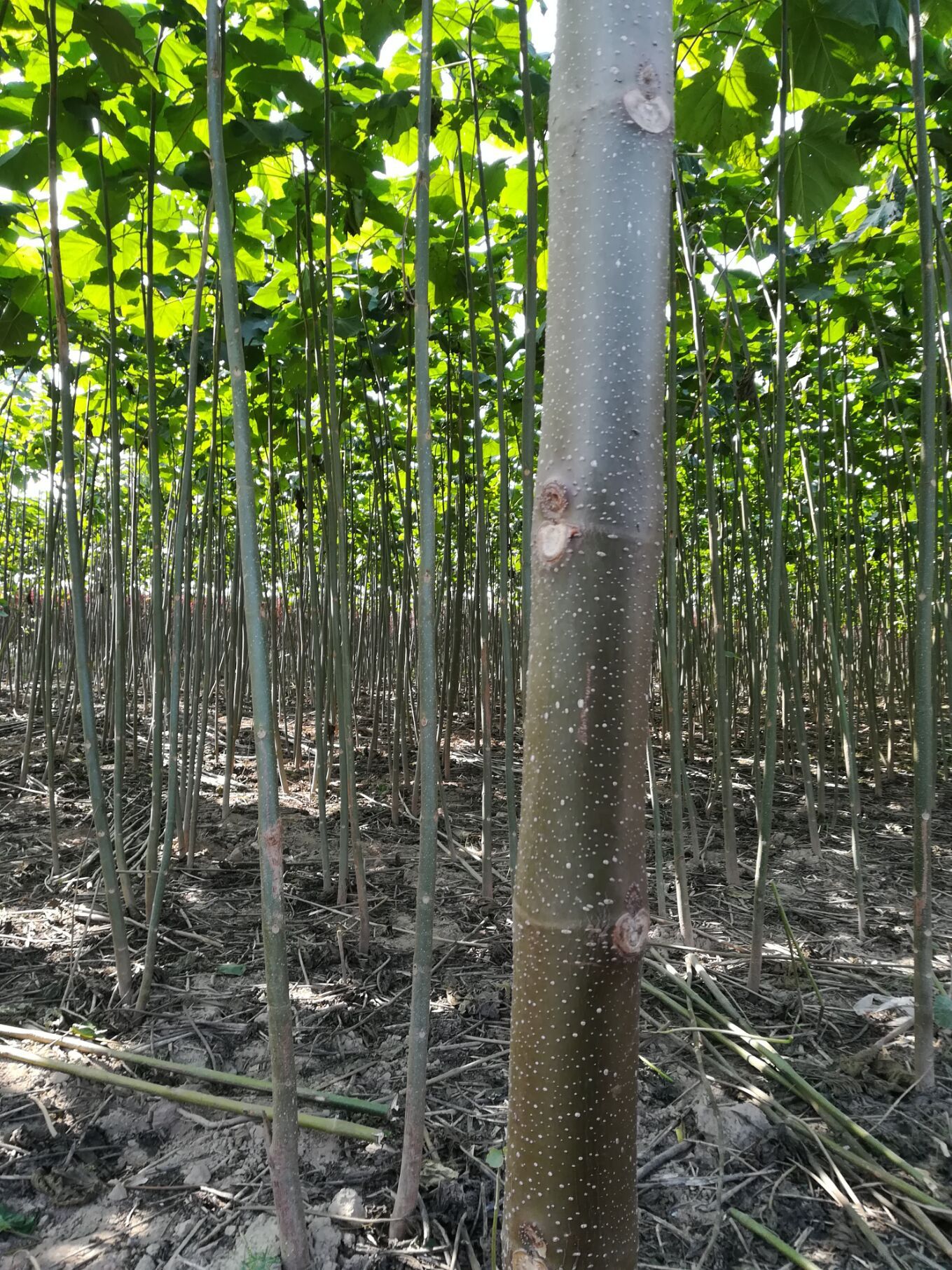  供应各种规格泡桐树苗 泡桐根桩苗 泡桐种根