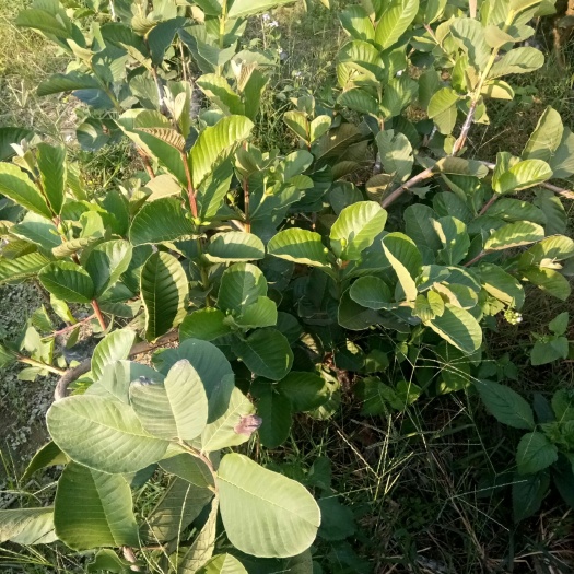 灵山县红宝石少籽芭乐苗 