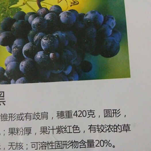 平邑县夏黑葡萄苗 