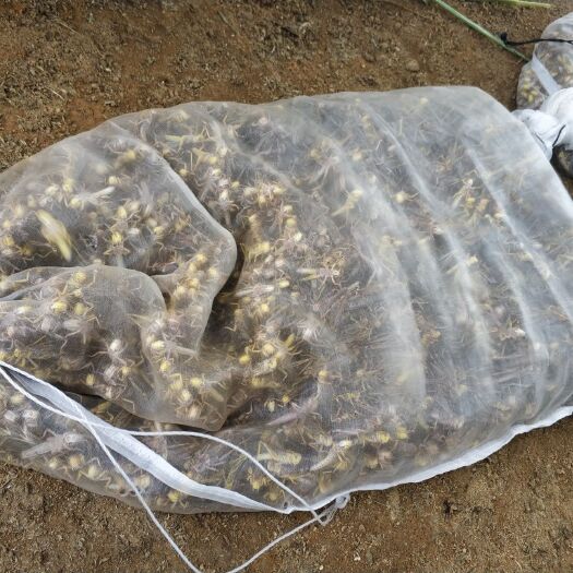 枣阳市东亚飞蝗