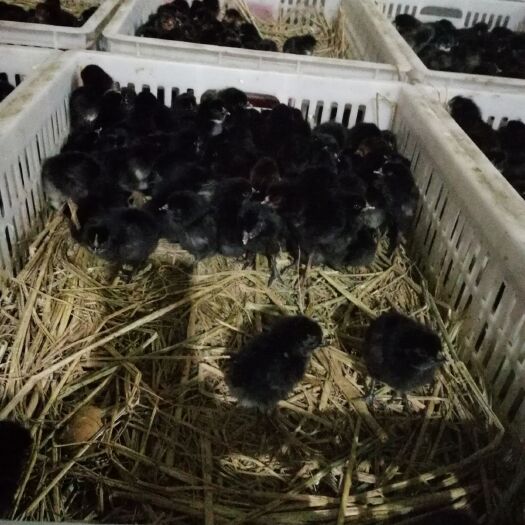 沭阳县五黑鸡苗 