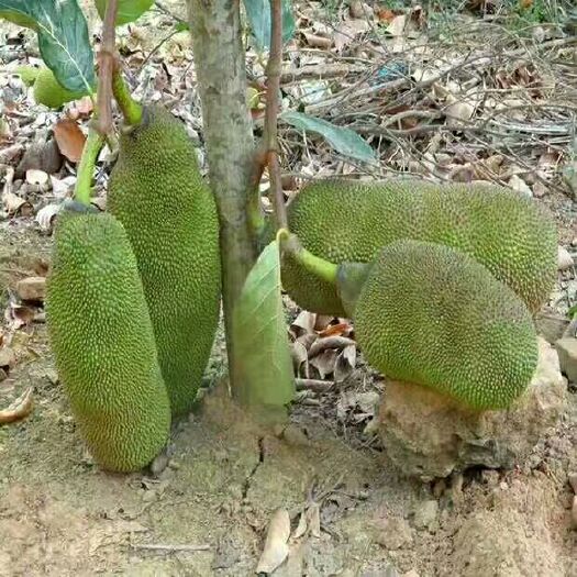 灵山县马来西亚一号菠萝蜜苗 