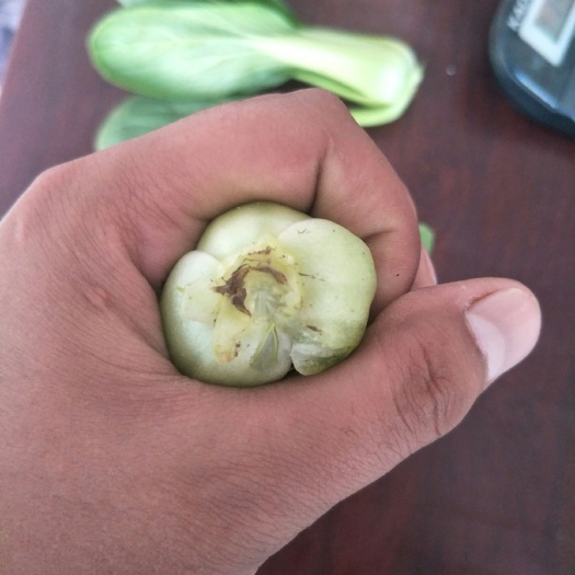 曹县上海青 8 ~10公分