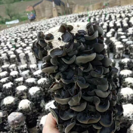 东宁市东北黑木耳 干木耳 一级