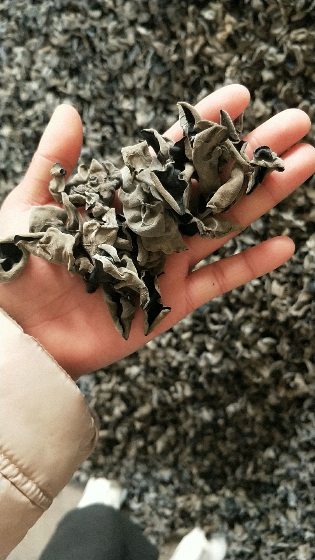 东北黑木耳 干木耳 一级