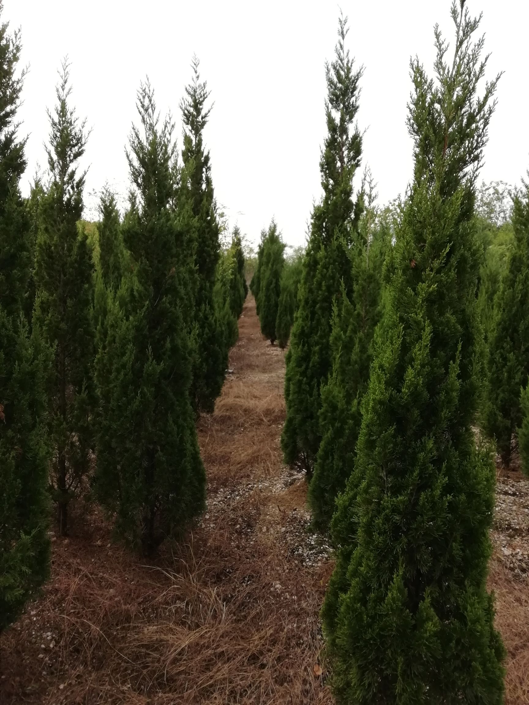 行情大廳 苗木花草 圓柏 塔柏 湖北孝感孝昌縣