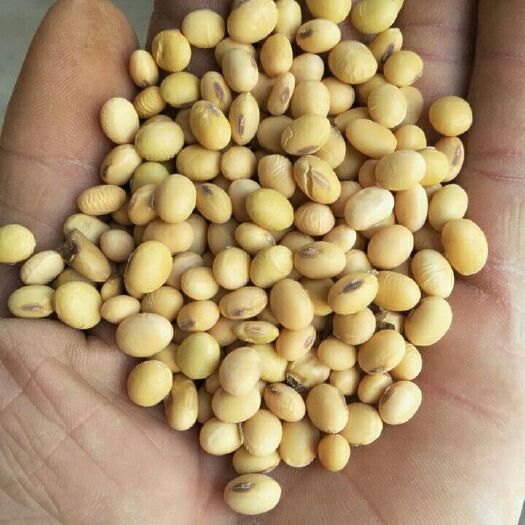 襄城县黄黄豆 生大豆 1等品 
