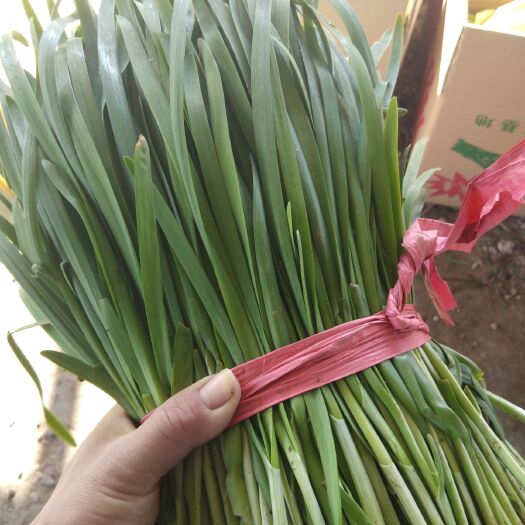 乐亭县大叶韭菜  韭菜大量上市