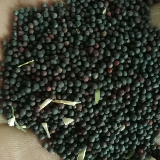 山丹县油菜籽  自家种植 出油率高 油色金黄