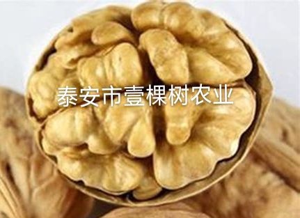 泰安纸皮核桃苗 