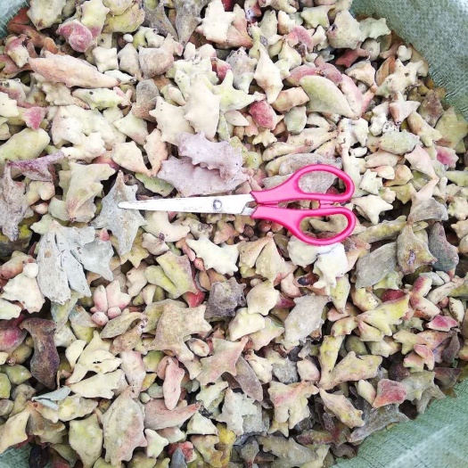 贵州铜仁五倍子干货角倍化工原料肚倍干品无杂质产地直销一手货源