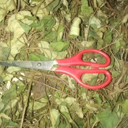 石阡县贵州非种植杏香兔耳风干货一支香干品兔儿草产地直发全干无杂质