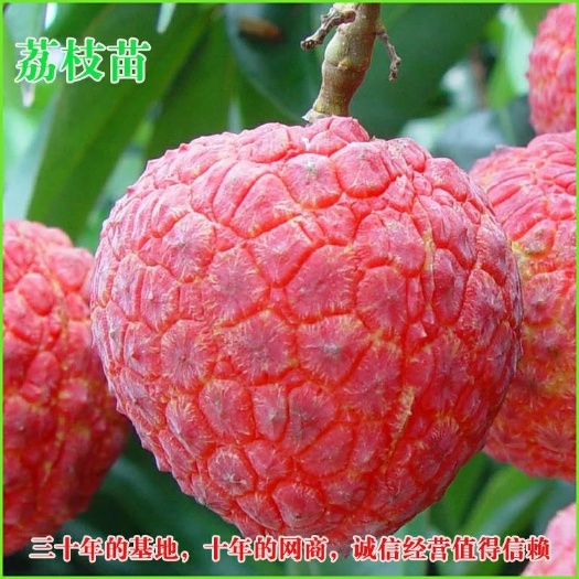 灵山县无核荔枝苗  无核，妃子笑，桂味各种品种荔枝果大，多汁，无核，
