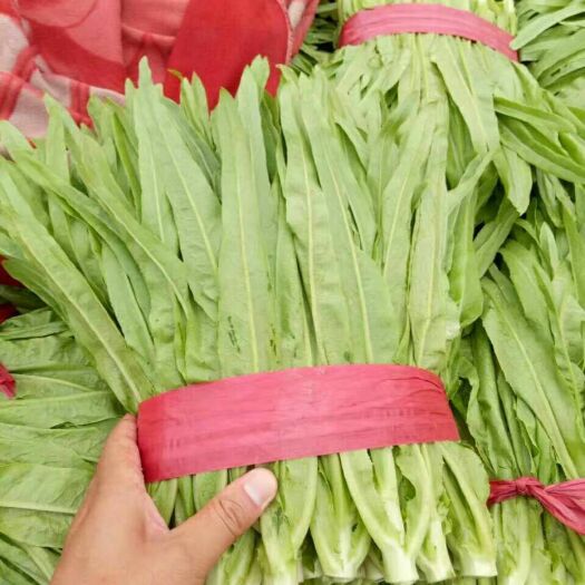 美冠油麦菜 25~30cm以上 