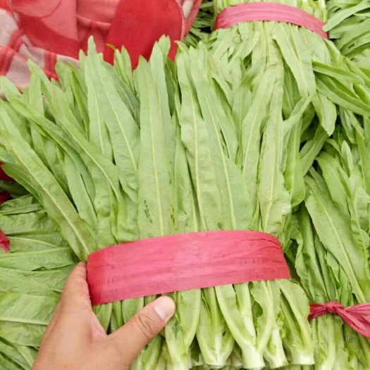 邯郸美冠油麦菜 25~30cm以上 