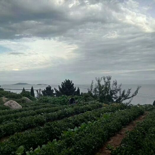 青岛崂山绿茶 崂源茶叶