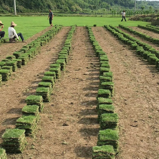 马尼拉草皮批发，马尼拉草皮种植基地，草皮低价供应