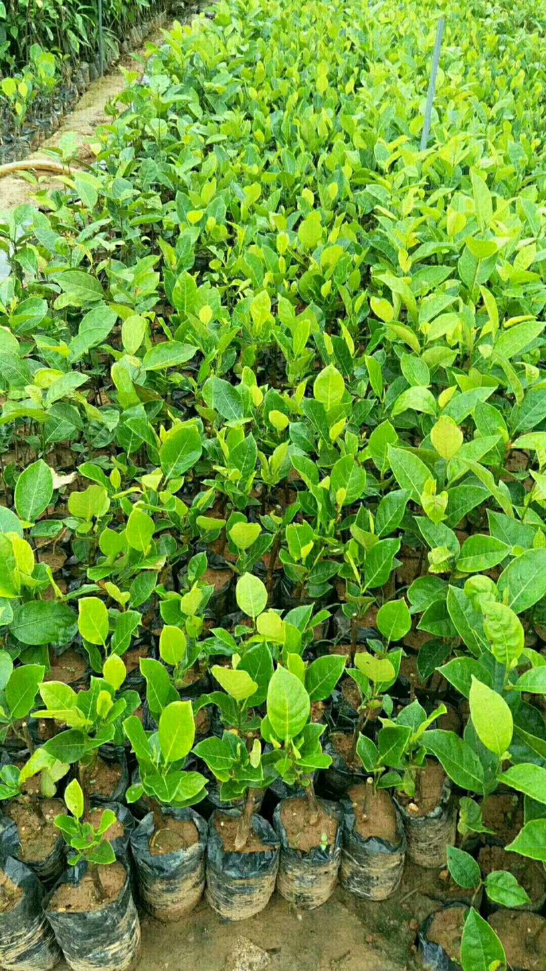 马来西亚一号菠萝蜜苗 